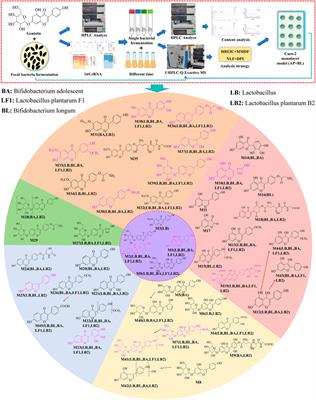 Study on biotransformation and absorption of genistin based on fecal microbiota and Caco-2 cell